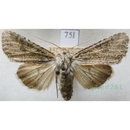 Dichagyris forcipula (Denis & Schiffermüller, 1775) Czech75l